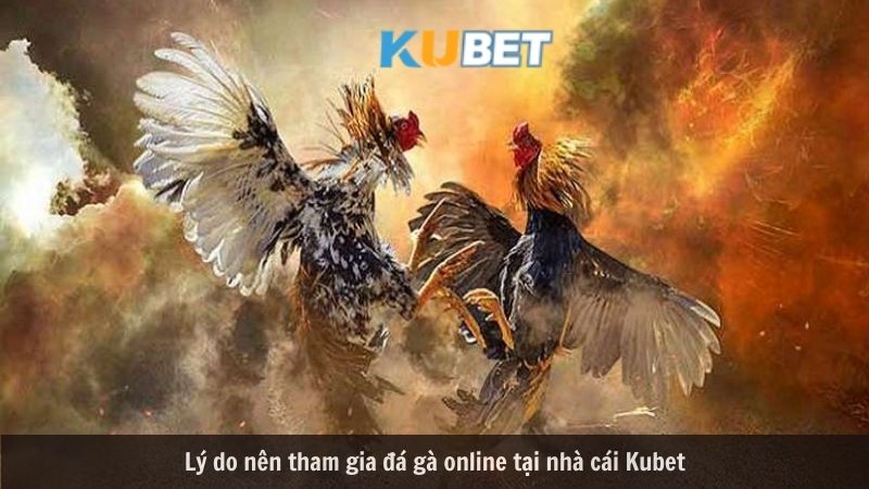 Đá gà Kubet 